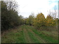 Path through wood 