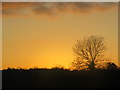 Sunset and a silhouetted tree on the skyline