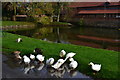 Ducks in a puddle at Urchfont