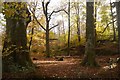 Beeches, Callander