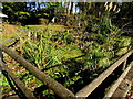 Village pond, Llangattock Lingoed