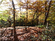 TQ4677 : Autumn colours in Bostall Woods by Marathon