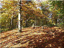 TQ4677 : Autumn colours in Bostall Woods by Marathon