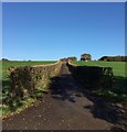 Footpath between hedges