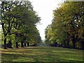 NZ1758 : The Avenue, Gibside by Andrew Curtis