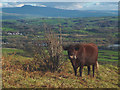 SD4972 : Conservation grazing, Warton Crag by Karl and Ali