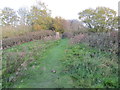 Path, Woodland and Triangulation Pillar on top of Crouch Hill