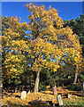 Maple, West Norwood Cemetery