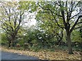 Trees on Courtland Drive, Chigwell