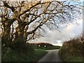 Gnarled trees