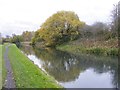 Canal side Trees