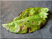 TG3005 : Leaf mines on Medlar (Mespilus germanicus) by Evelyn Simak