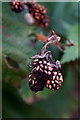 Decaying brambles, Chessington