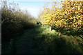 Path leading to High Penhowe Farm