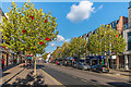 Orpington High Street - poppies