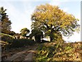 Ruined cottage on Colcombe Lane