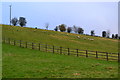 Sheep at Houghton Down Farm