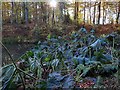 NZ0384 : Dying Gunnera at Garden Pond, Wallington by Andrew Curtis