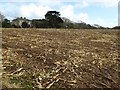 A harvested maize field