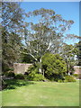 Eucalyptus tree in the walled garden, Logan Botanic Garden