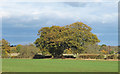 TL6208 : Hedgerow Trees on Field Boundary, Roxwell by Roger Jones