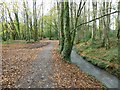 Path in Tehidy Park