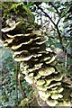 Bracket fungi