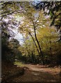 Track through woodland on the slopes of Leith Hill