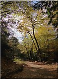 TQ1243 : Track through woodland on the slopes of Leith Hill by Stefan Czapski