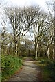 Trees in Tehidy Country Park