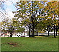 Autumn colours, Mendalgief Community Park, Newport