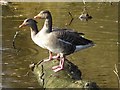 SP4079 : Greylag geese by Philip Halling