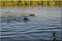 SP4509 : Openwater swimmers by N Chadwick