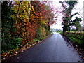 Colourful hedge along Knockmoyle Road