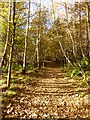 Autumn colours at Letah Wood