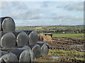 Silage bales on Longstone Farm