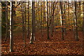 Beech trees in Limekiln Wood, Oxshott