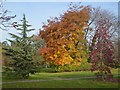 Trees in Festival Gardens