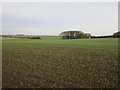 Autumn sown crop and plantation near Westhill Bridge