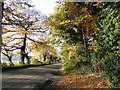 Autumnal colours twixt Hilborough and Gt. Cressingham