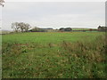 Field near Dinwoodie Mains