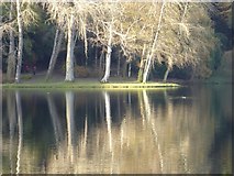 ST7734 : Trees reflected in the Garden Lake, Stourhead Gardens by Philip Halling