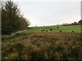 Grazing cattle near Orchard