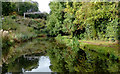 Canal near Weeping Cross, Stafford