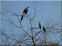 ST7734 : Cormorants in a tree top by Philip Halling