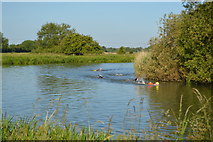 SP4710 : Openwater swimmers, River Thames by N Chadwick