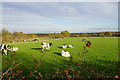 Cattle near Well Green