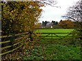 Autumn leaves beside a field gate