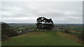 Tree clump on Wotton Hill above Wotton under Edge