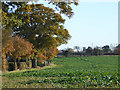 Field south of lane towards Lower Layham